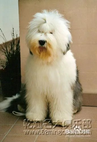 古代牧羊犬好养吗？