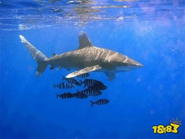 哪种动物一生都在换牙 只要牙齿受损立刻会有新的补上?