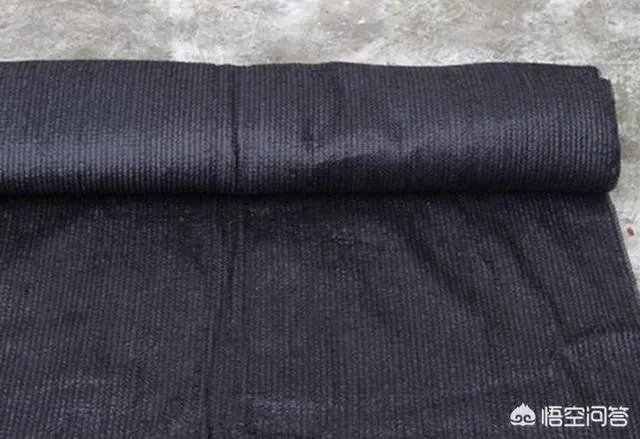 前几天出现的“三峡水怪”是什么,会是未知的生物吗?