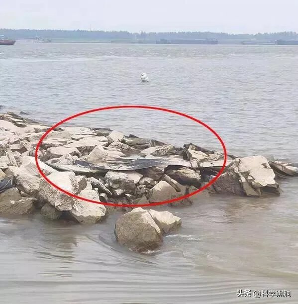 前几天出现的“三峡水怪”是什么,会是未知的生物吗?