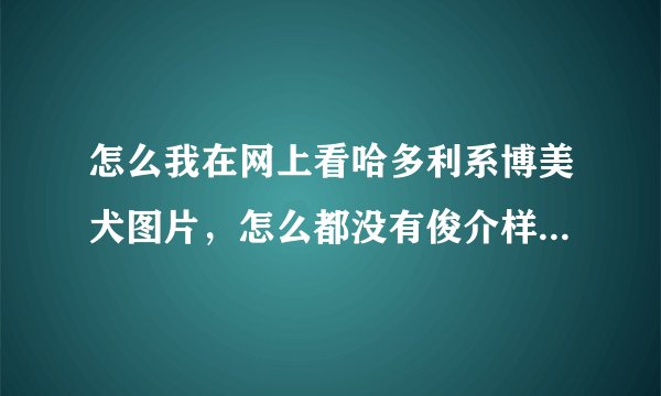 怎么我在网上看哈多利系博美犬图片，怎么都没有俊介样子可爱？