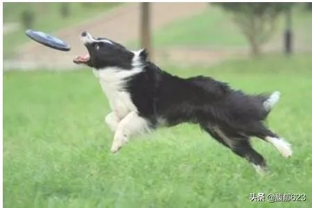 边境牧羊犬如何训练？