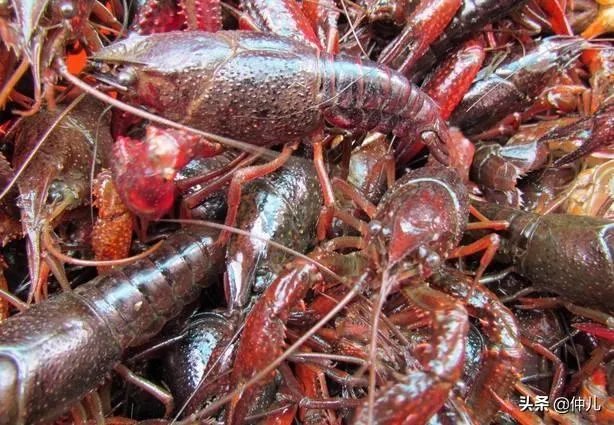 怎样才能吃到最优质的小龙虾？