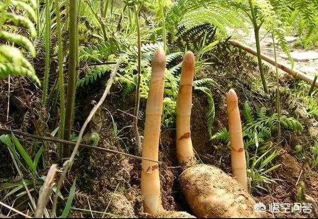 人工栽培天麻有哪些技术要求？人工的有哪些特点？