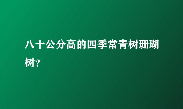 八十公分高的四季常青树珊瑚树？