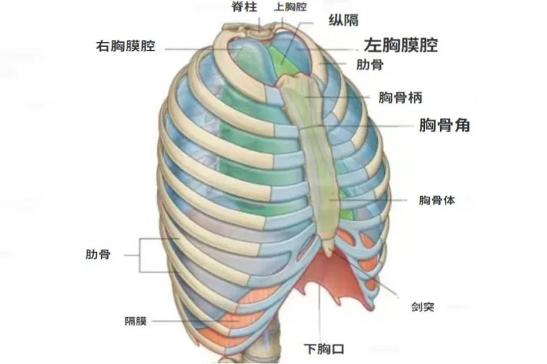 胸腔图片结构图高清 名称
