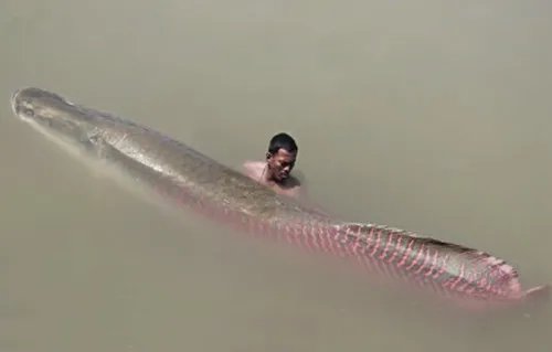 滑舌鱼是什么样子的 滑舌鱼价格贵不贵