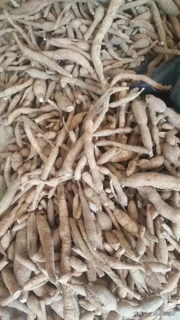 适合南方种植的懒人药材有哪些？