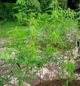 6001899股票增发好不好？