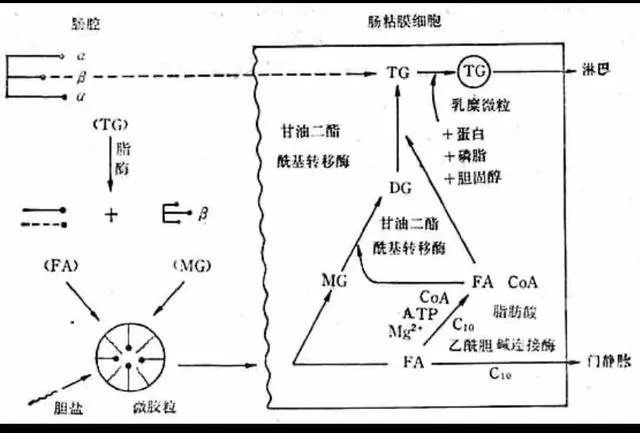 食物中的油脂进入人体后，会直接转换成人体的脂肪储存起来吗？
