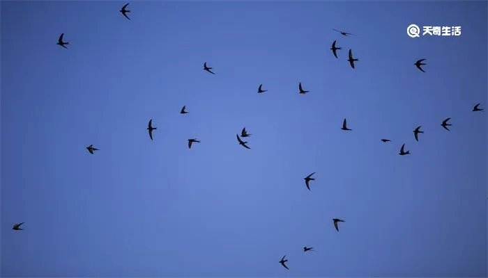 飞入寻常百姓家的上一句