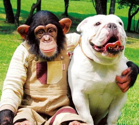 小庞和詹姆斯第三季播出  当狗狗爱上猩猩