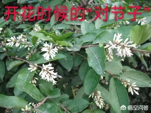 新的茶叶品牌如何做好社群营销？