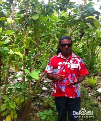 图瓦卢旅游攻略