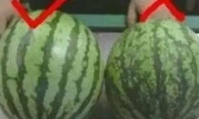 西瓜也分公母?原来我这么多年一直吃错了（组图）