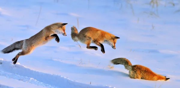稀缺红狐为什么偏偏在大兴安岭出没,而不是其他地方?