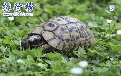 哪些宠物比较好养呢？2018十大小型宠物便宜又好养排行榜