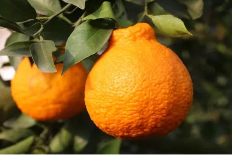 中国十大柑橘之乡是哪里