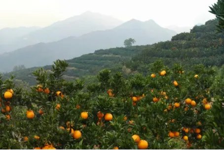 中国十大柑橘之乡是哪里