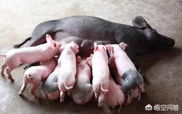 非洲猪瘟对猪价行情的影响有哪些？