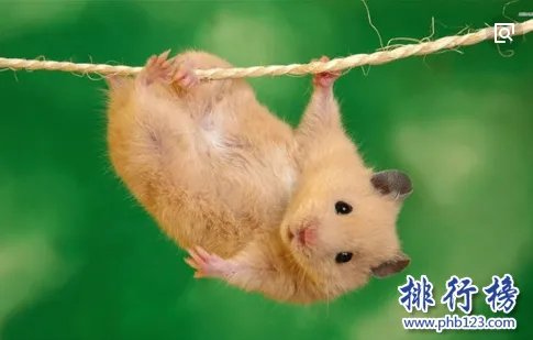 哪些宠物比较好养呢？2018十大小型宠物便宜又好养排行榜