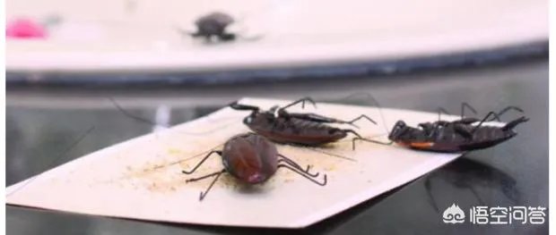 家庭灭蟑螂最好方法？