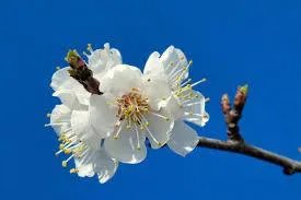 北京玉渊潭的樱花开了吗？