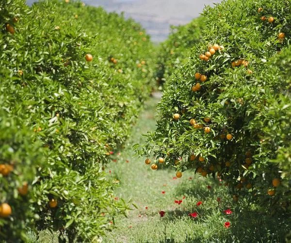 请问适合乡镇的创业项目有哪些？