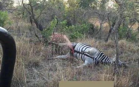 猎豹咬斑马这地方:下幕让人大笑（猎豹吃斑马过程）