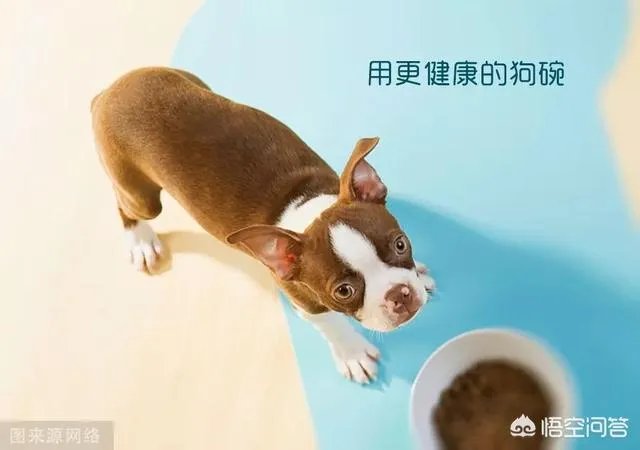狗狗泪痕怎么解决?