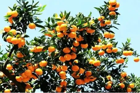 中国十大柑橘之乡是哪里