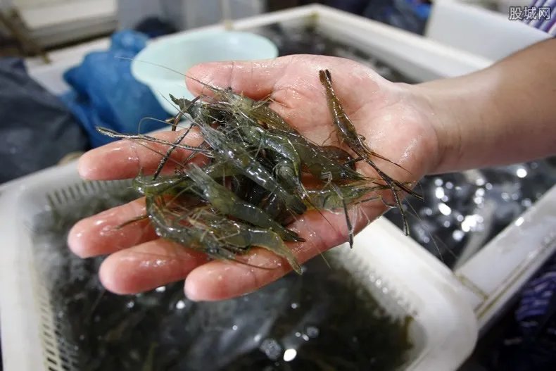 永辉盒马等超市全面下架南美虾类 全部由国产虾类替代