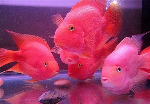 鹦鹉鱼繁殖技巧有什么 怎样让鹦鹉鱼开始繁殖呢