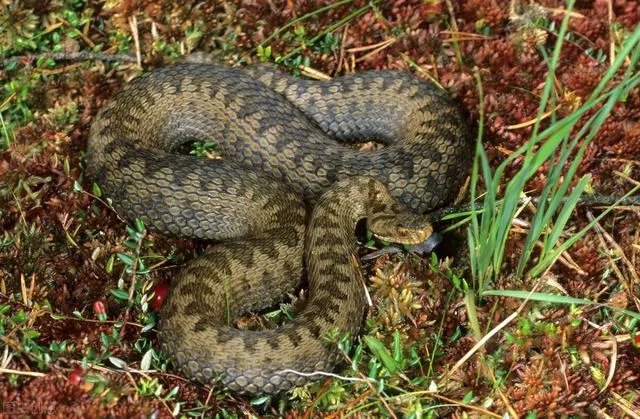 你喜欢钓鱼吗?你在钓鱼时遇到过什么奇闻吗?