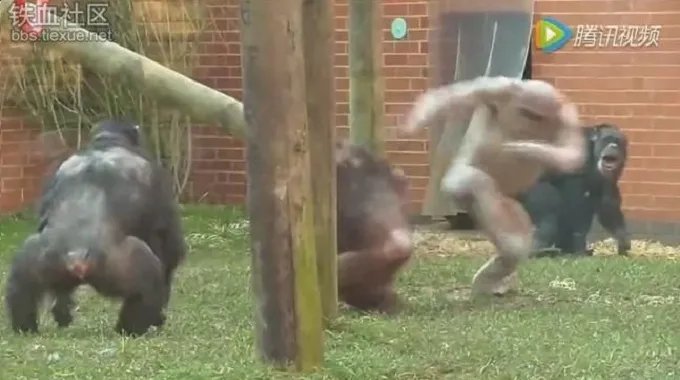 “物竞天择．适者生存”是什么意思