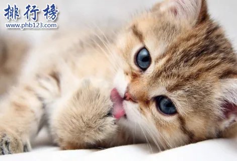 哪些宠物比较好养呢？2018十大小型宠物便宜又好养排行榜