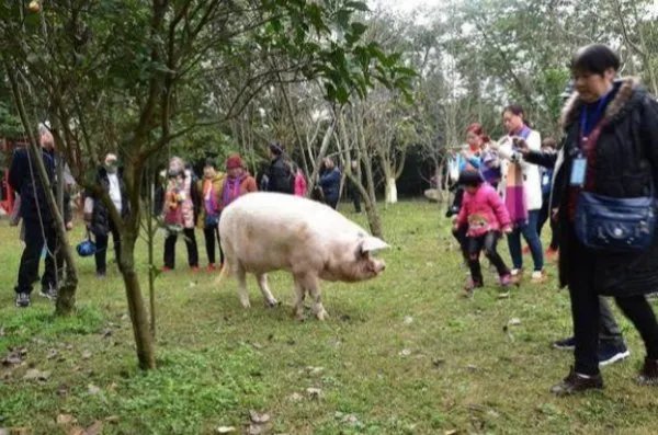 14岁的猪坚强已瘦骨嶙峋,14岁的猪相当于人类的多少岁?