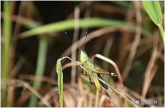 如何看待黄脊竹蝗已经入侵我国云南普洱市累积发生面积近10万亩，将会造成什么样的影响?应该如何应对？