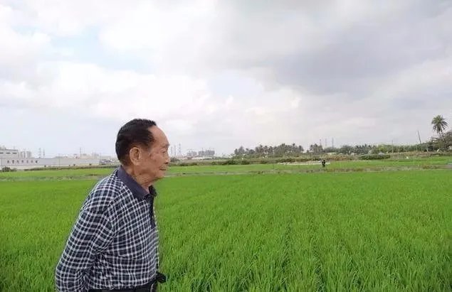 为什么袁隆平的生日蛋糕是水稻？