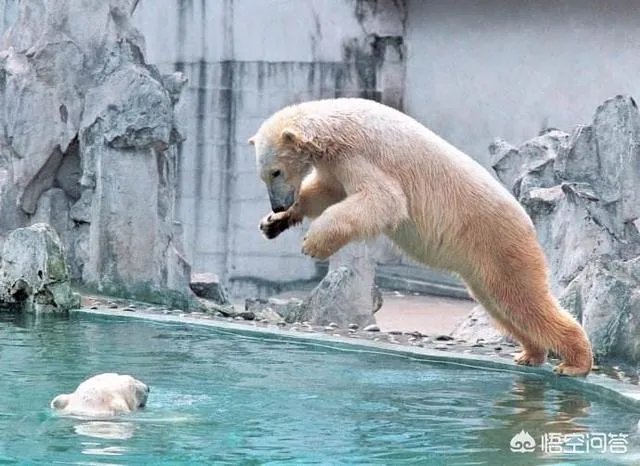老虎和北极熊，谁更厉害？