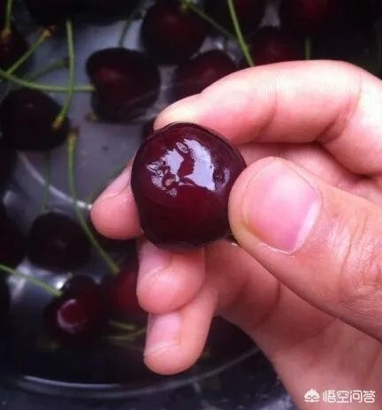 有哪些人在樱桃里吃出来虫子了，为什么樱桃里会有虫子？