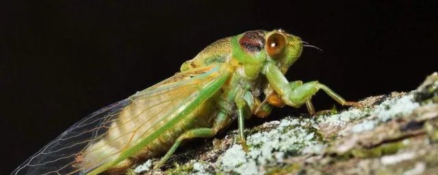 带虫字旁的动物名称