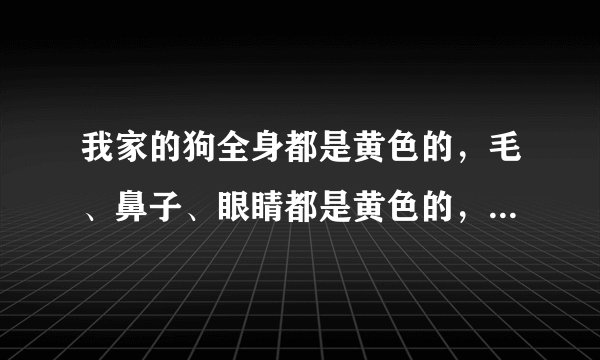 我家的狗全身都是黄色的，毛、鼻子、眼睛都是黄色的，这是什么狗啊？