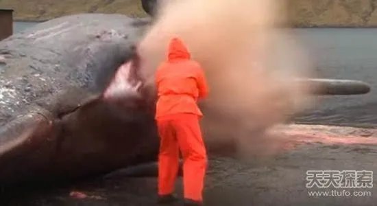 男子解剖香鲸 竟发生神奇一幕(画面吓人)
