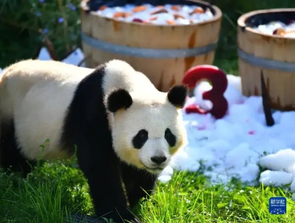 在德国出生的大熊猫双胞胎迎来3岁生日,国外大熊猫的生活水平如何?