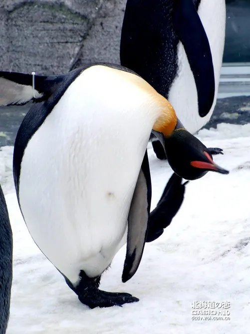 北海道之恋 卡西欧H10日本游记第二季