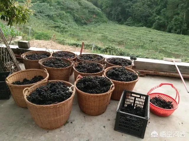 如何打造生态休闲农业园项目?