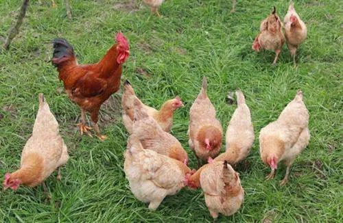 求土鸡养殖技术