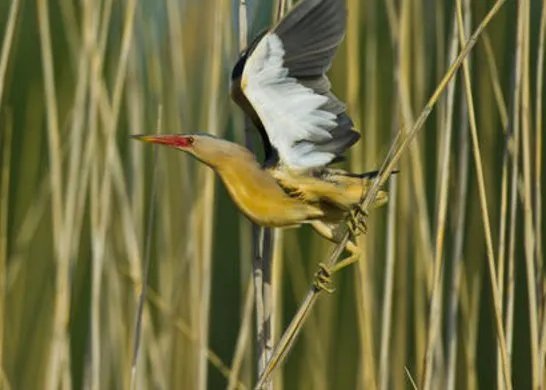 小鸟遇人僵直脖子伪装枯草,这只小鸟是什么品种?