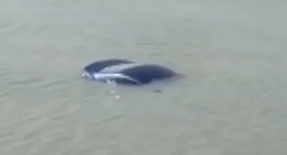 苏州一轿车坠湖，两工人用挖掘机接力救人，如何避免类似事故的发生？